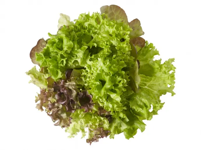 Salatrio